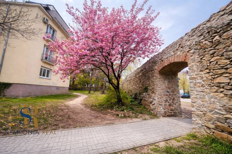 Jarný park pod čerešňou v rozkvete.png